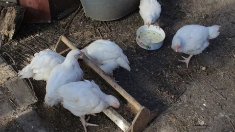 White hens eating and drinking on a farm yard Stock Footage 75981868