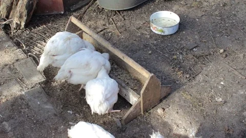 White hens eating in a farm yard Video stock 75981453