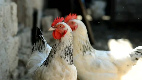 White hens with red scallops and black tails on a farm on a summer day Stock Footage 149024777