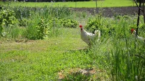 White hens walk through lush green grass and vegetation Stock Footage 343345405