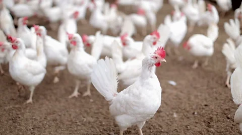 White hens walking around Stock Footage 57769250