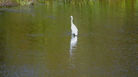 White herb albinos keeps fish in the beak Stock Footage 129529670