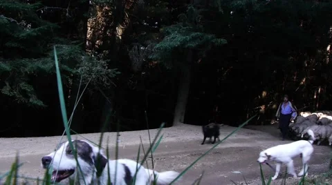 White herd of sheep passing through a dense pine forest, along a forest road 75a Stock Footage 60396646