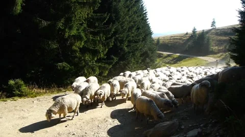 White herd of sheep passing through a dense pine forest, along a forest road Stock Footage 60397471