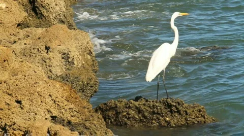 White Heron 2 Stock Footage 611002