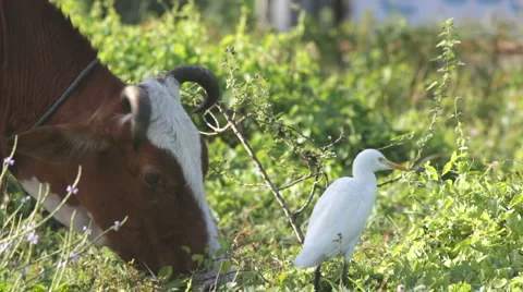 White heron and cow Видео 1077622