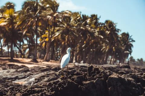 White heron at the beach Stock Photos