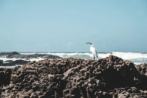 White heron at the beach Stock Photos