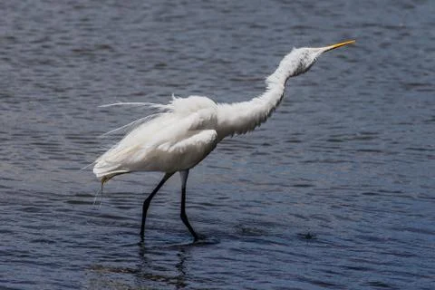 White heron in beach water Stock Photos