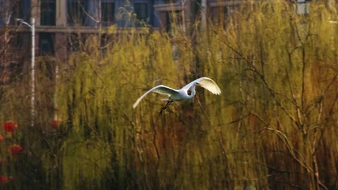 White Heron Bird Flying Over Green Bushes With Red Lanterns Vidéo 334707609