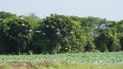 White heron Bird Video stock 291508629