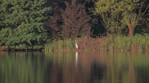 White heron bird by lake Stock Footage 7734244