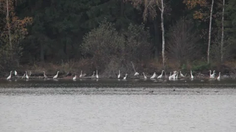 White heron bird by lake Stock Footage 7734258