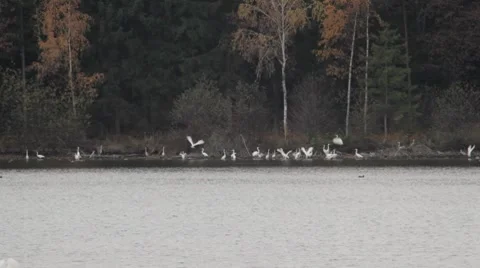 White heron bird by lake Stock Footage 7734264