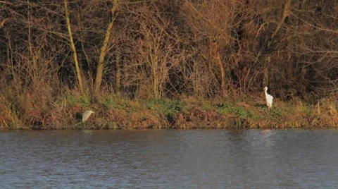 White heron bird by lake Stock Footage 7734328