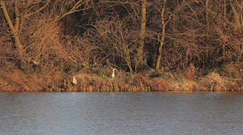 White heron bird by lake Stock Footage 7734364