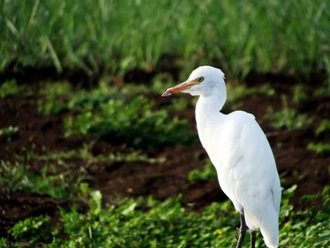 White Heron Bird 写真素材
