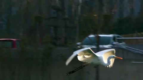 White Heron Bird Soaring Low Over Water With Wings Spread Vídeos de archivo 334706444