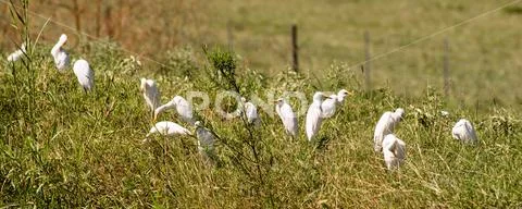 White Heron Birds Congregate Together Foraging Feeding Stock Photos
