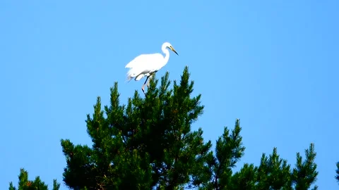 White heron on a blue background Stock Footage 92108682