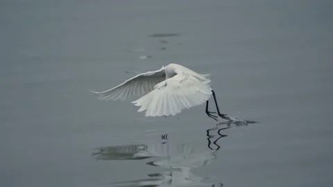 White heron catching fish in slow motion Stock Footage 160940460