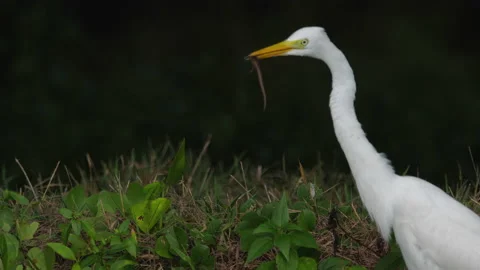 White heron caught a lizard Stock Footage 236529221