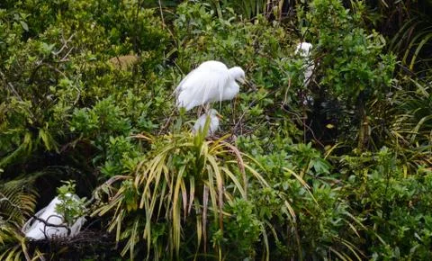 White heron with chick Stock Photos