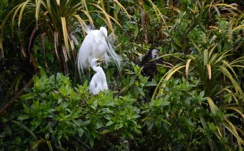 White heron with chick Stock Photos