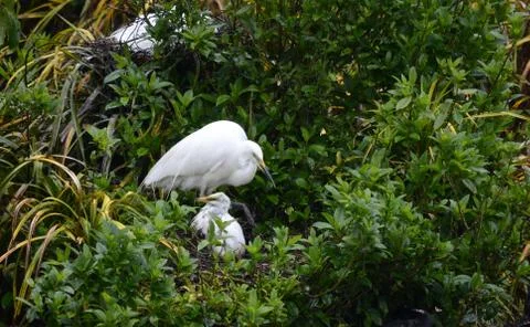 White heron with chick Stock Photos