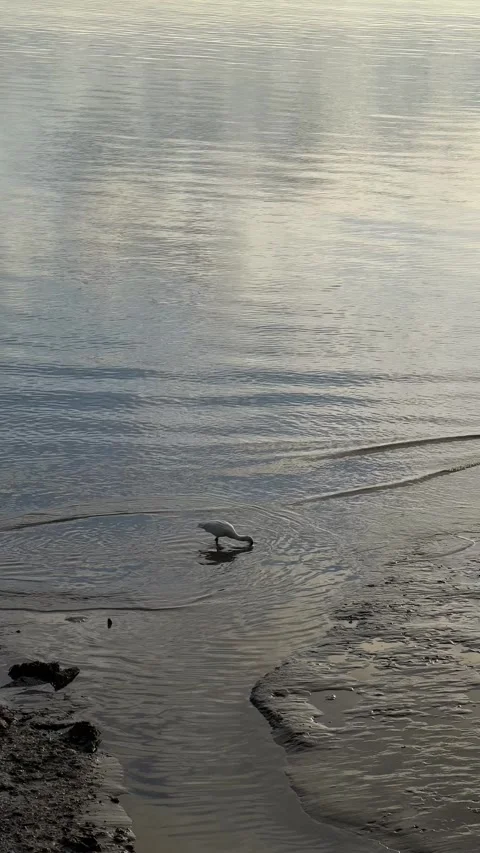 White heron feeding in Tagus river in Nations Park in Lisbon. Vertical video Stock Footage 241023609