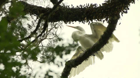 White Heron flaps its wing perched in tree. Stock Footage 22734632