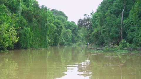 White heron flies over tributary of Kinabatangan river Stock-Footage 82177908