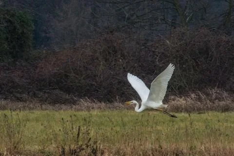 White heron in flight Stock Photos