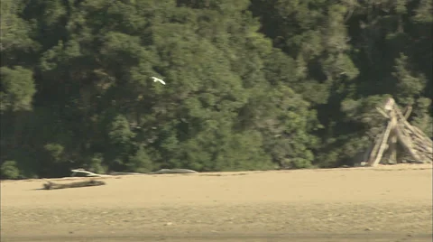 White Heron Flying Stock Footage 37167533