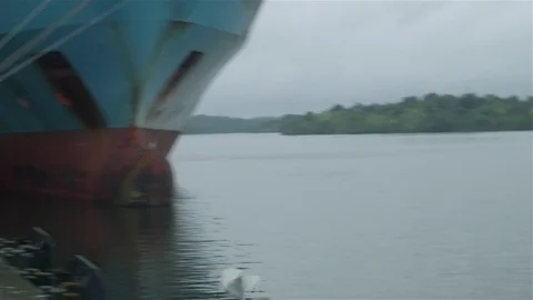 White heron flying over river HD Video stock 75177993