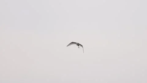 White heron flying in spring morning slow motion Stock Footage 236374944