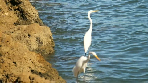 White Heron Stock Footage 610961