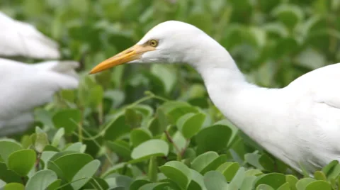 White heron Vídeos de archivo 1080883