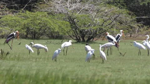White heron Stock Footage 1086232