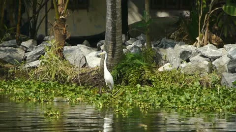 White heron Video stock 10792134