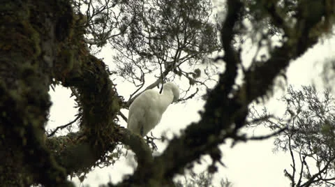 White Heron. Stock Footage 22741228
