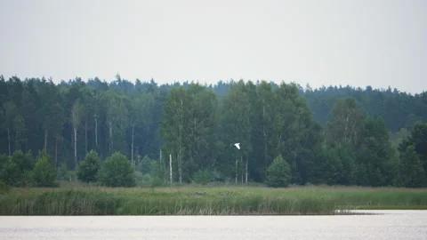 The white heron gets its own food. wild nature. landscape. Vidéo 194294920