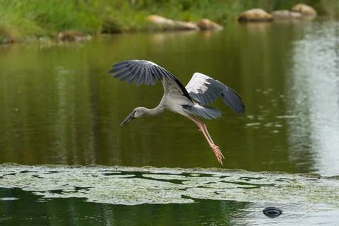 White heron glides low above green water Stock Photos
