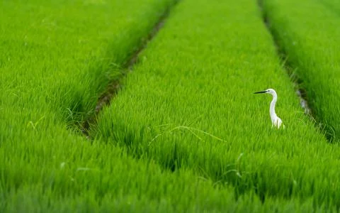 White heron head emerging over rice field Stock Photos