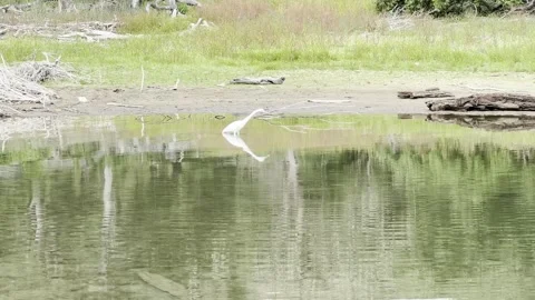 White Heron Hunting, Cachuma Lake Stock Footage 320980853