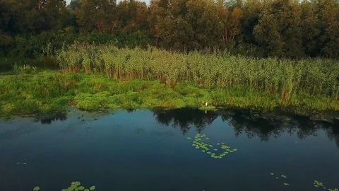 White heron on the lake Video stock 118269147