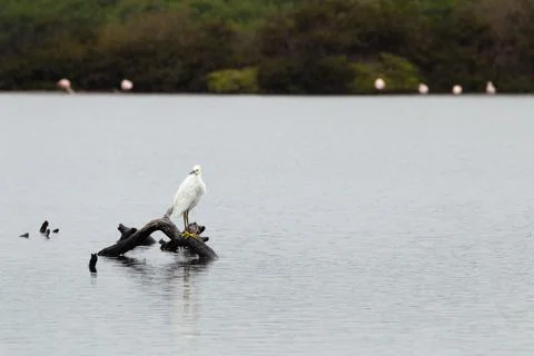 White Heron looking back from a tree trunk submerged on river water's Fotos Stock