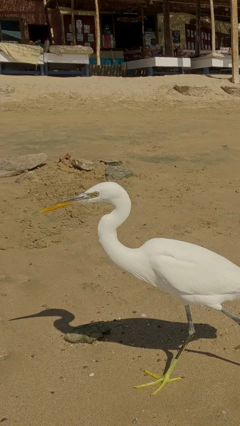White Heron looking at camera, turning and walking along sandy beach, woman Stock Footage 305336690