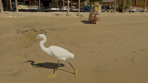 White Heron looking at camera, turning and walking along sandy beach, woman Stock Footage 327559852