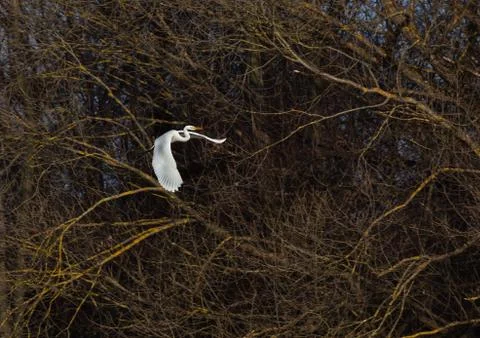 White heron in nature Stock Photos